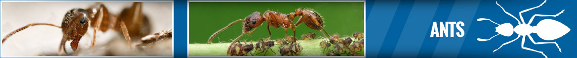 banner-ant