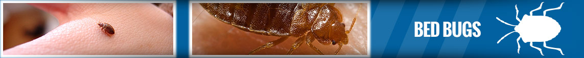 banner-bedbugs