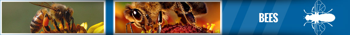 banner-bees