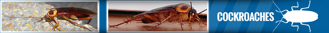 banner-cockroach