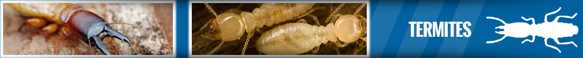 banner-termites