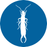 earwig