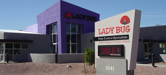 lady-bug-office